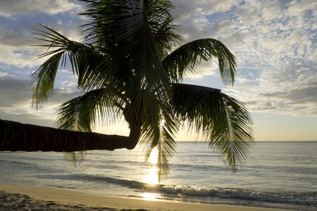 Palm tree on the beach in sunset, Kho Kood Thailandの写真素材