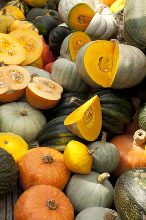 mixed variety of different kind of pumpkinsの写真素材