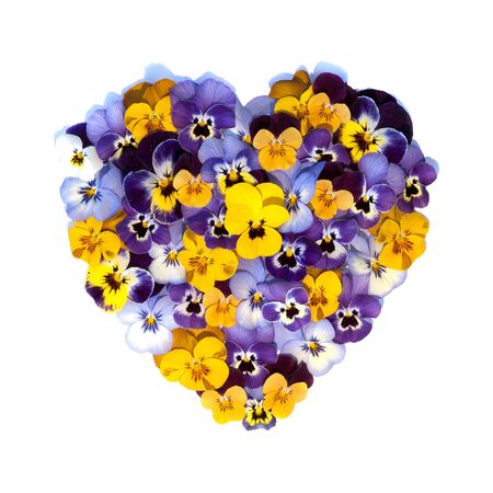 mixed pansies in heart shape on white backgroundの写真素材