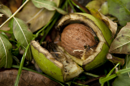 fresh walnuts from a tree in garden