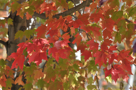 autumn maple leafs, in beautiful fall Canada