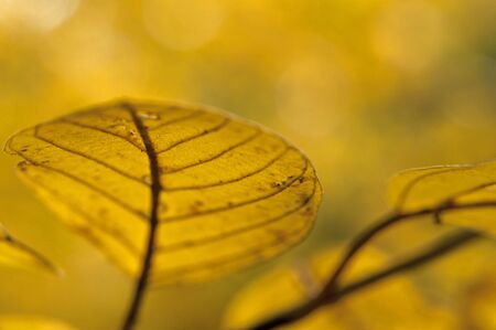 close up yellow autumn leaf in forest