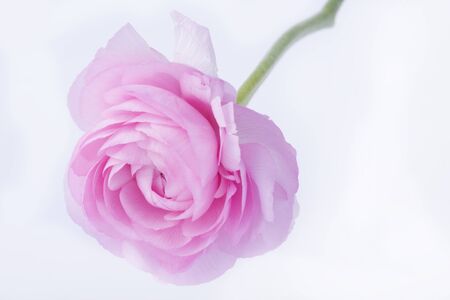 pink spearwort closeup isolated on a white backgroundの写真素材