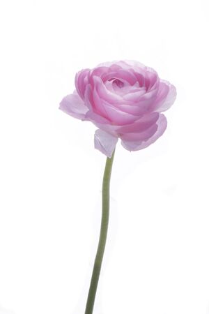 pink spearwort closeup isolated on a white background