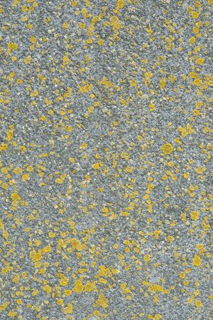 grey wall with yellow fungus on itの写真素材