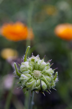 Calendula seed bud in a flowering gardenの写真素材