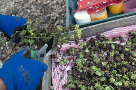 Cutting Calendula seed buds from plant in garden