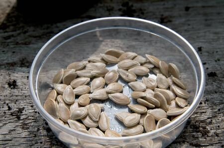 pumpkin seeds in plastic container on garden tableの写真素材
