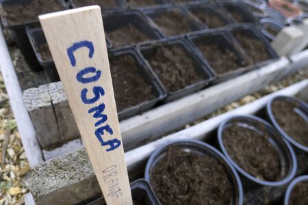 Cosmea seeds planted in plastic containers in garden