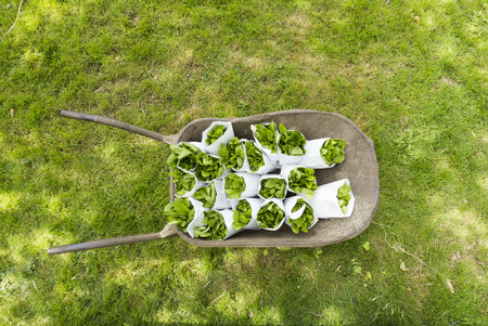 Rapini on table in wheelbarow on grasslandの写真素材
