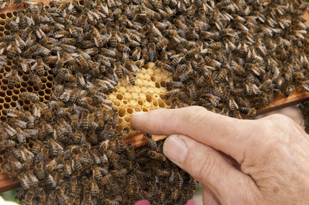 man pointing finger at honeycomb full of bees