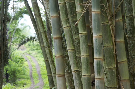 Beautiful green bamboo in the jungle of Flores Indonesiaの写真素材