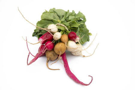 colorful radish fresh from the garden on a white backgroundの写真素材