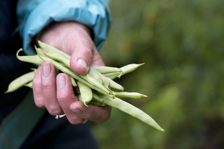 fresh beans picked in a summer garden, the Netherlandsの写真素材