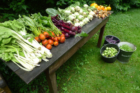 fresh vegetables from the garden, The Netherlands