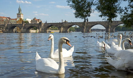 View on Charles bridge and Swans on Vltava river in Prague, Czech Republic, 2015の写真素材