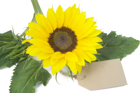 sunflower with blanc tag isolated on white backgroundのeditorial素材