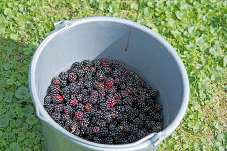 home made blackberry jam in a bucket in the gardenの写真素材