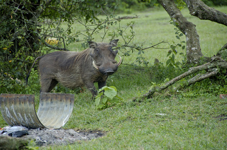 Wild pigs at Lake Mburo National parc Uganda.の写真素材