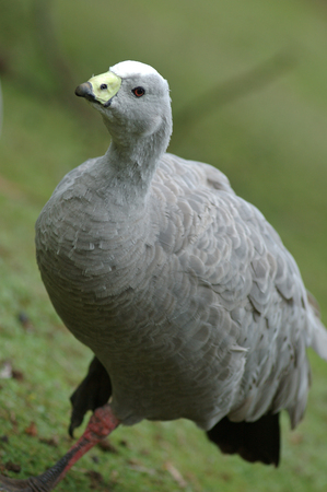 cape barron goose, Tasmaniaの写真素材
