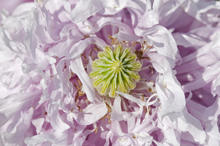 purple poppy head with seed bud close upのeditorial素材