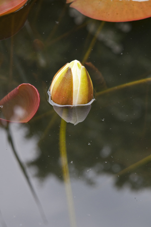 beautifull water lilly floating in a pondの写真素材