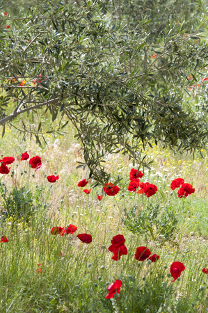 beautiful wild red poppy in a fieldの写真素材