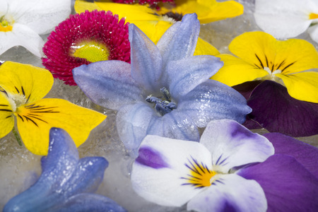 beautiful frozen spring flowers in spring settingの写真素材