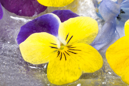 beautiful frozen spring flowers in spring setting