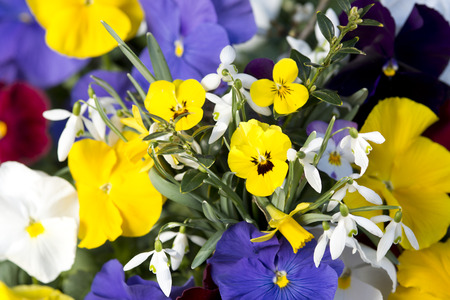 mixed pansies in colorful spring gardenの写真素材
