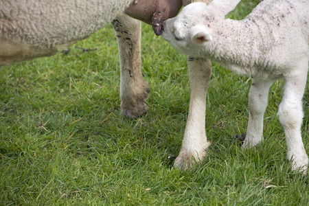 sheep walking in grassland at springtime at Texel The Netherlandsのeditorial素材
