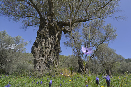Old olive trees in grassland Lesvos Greeceの写真素材