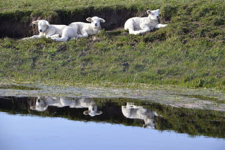 sheep walking in grassland at springtime, Texelの写真素材