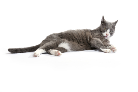 Beautiful main coon white and grey cat at white backgroundの写真素材