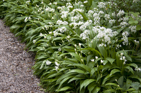 Allium ursinum grows in deciduous woodlands with moist soils, preferring slightly acidic conditions....