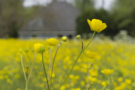 Yellow buttercup flowers in a floweringfield The Netherlands