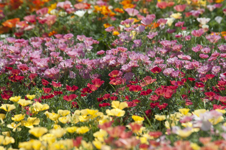 Escholzia is a genus of 12 annual or perennial plants in the Papaveraceae (poppy) family. The genus...
