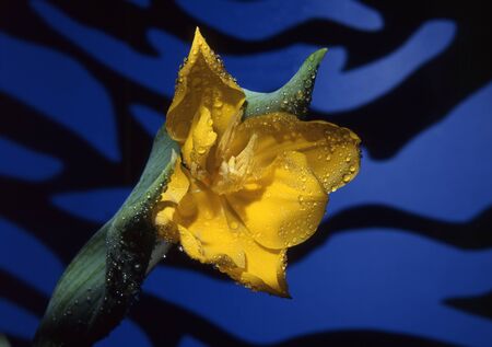 The tulip is a perennial, bulbous plant with showy flowers in the genus Tulipaの写真素材