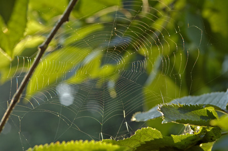 spiderweb with waterdrops in a green garden