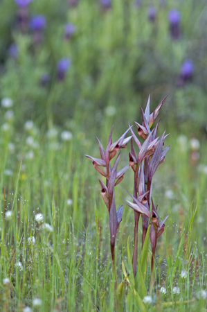 close up Eastern Tongue Orchid (Serapias cordigera) in fieldの写真素材