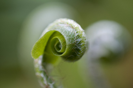 Ferns first appear in the fossil record 360 million years ago in the Devonian.の写真素材