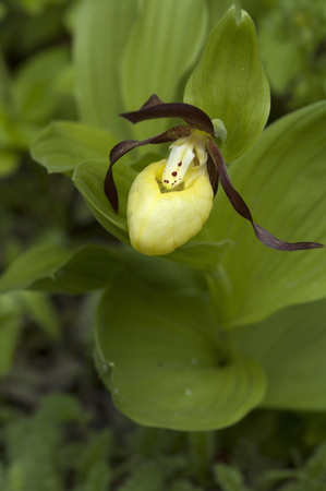 Large yellow lady's slipper (Cypripedium pubescens) in gardenの写真素材