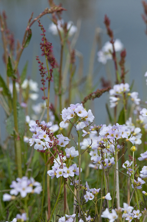Ladys smock Cardamine pratensis, pink flowers growing in the wild.の写真素材