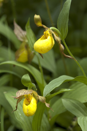 Large yellow lady's slipper (Cypripedium pubescens) in gardenの写真素材