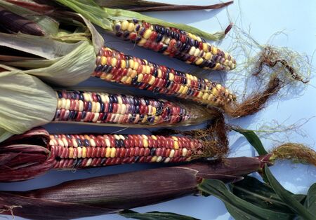 mixed colored corn isolated on a grey backgroundの写真素材