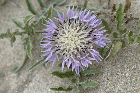 brownray knapweed growing in sand in Brasil
