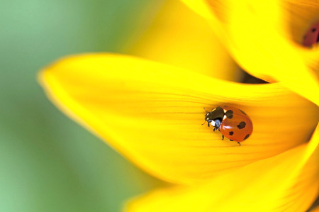 Seven-spotted Ladybird (Coccinella septempunctata) on a sunflower (Helianthus)の写真素材