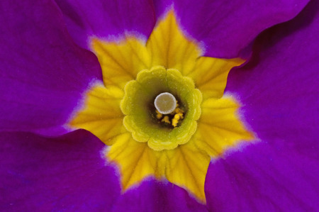 Close up purple Ipomaea with a yellow heartの写真素材