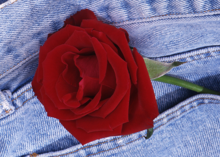 Red rose in the bag of a jeans.の写真素材