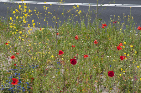 Roadflowers neer the road in a fieldの写真素材